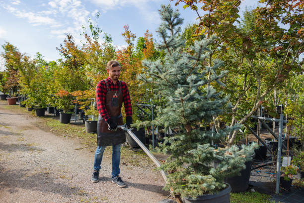  Gilbert, MN Tree Service Pros